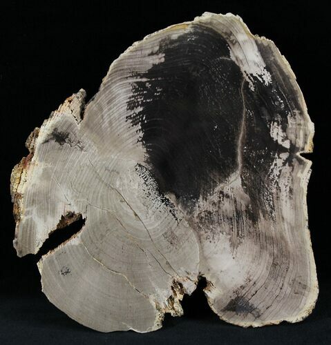 Petrified Wood Slab - Sweethome, Oregon #25887
